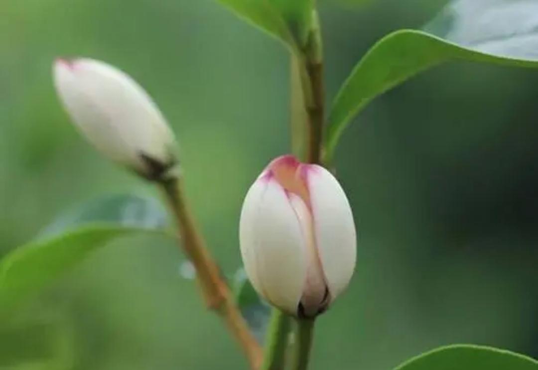 世界最硬的木頭十大排名(木材密度及硬度排名)