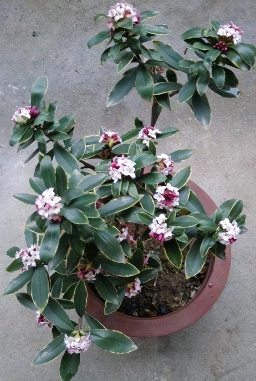 最香的花排名第一名（什么花最香最持久）