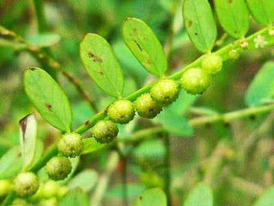 含羞草為什么害羞(含羞草為什么一碰就害羞)