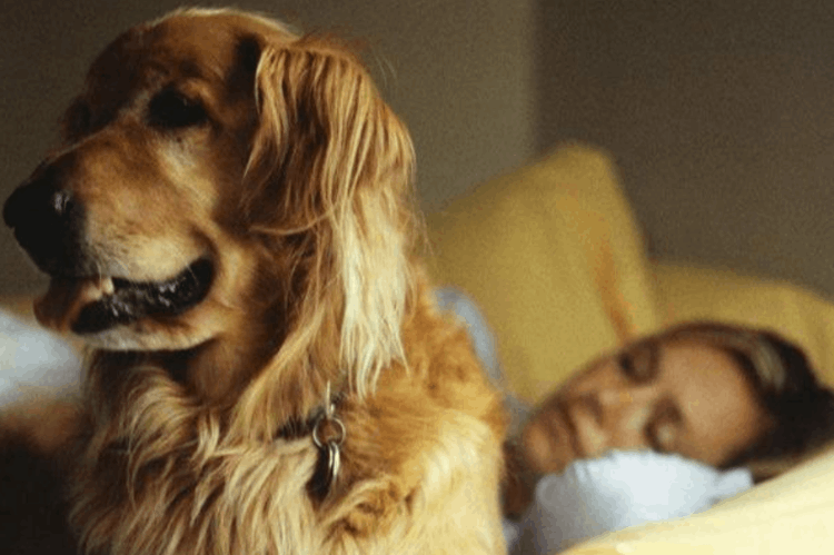 狗為什么會叫(狗狗突然狂叫是什么原因)