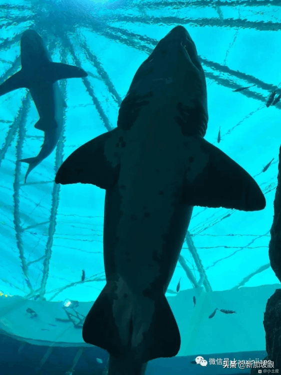 中國最大的海洋館在哪個地方（最大值得去的海洋館排名）
