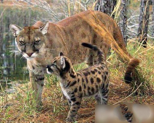 世界上最珍貴的動物（什么動物最珍貴）