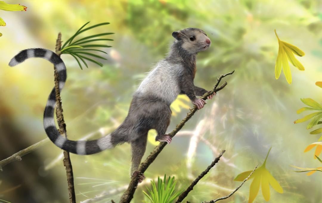 人和恐龍同時存在過嗎(恐龍滅絕之前有人類嗎)