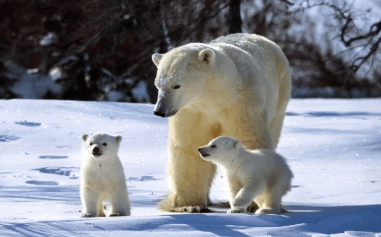 覺得人類繁殖很惡心（為什么覺得人類繁衍很惡心）