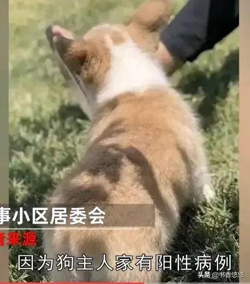 上海一柯基被打死（上海被打死柯基主人發(fā)聲）