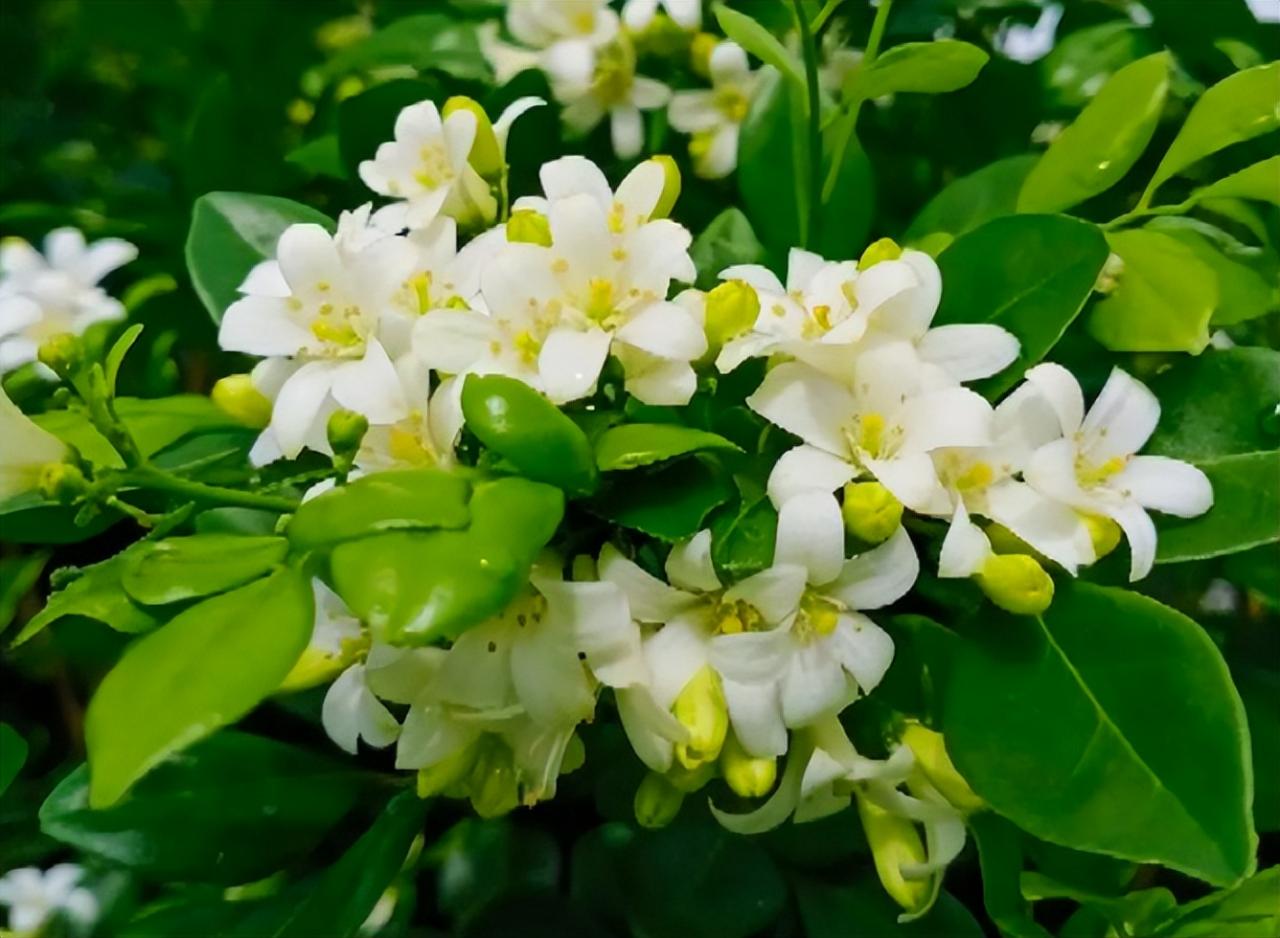 十大最香的花排名（十大公認最好聞的花香）