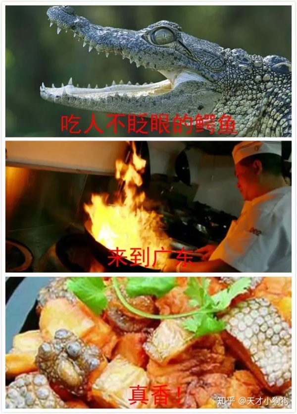 廣東人喜歡吃什么（惡心的廣東人什么都吃）