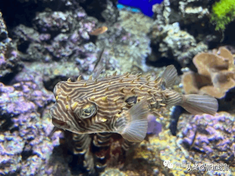中國最大的海洋館在哪個地方（最大值得去的海洋館排名）