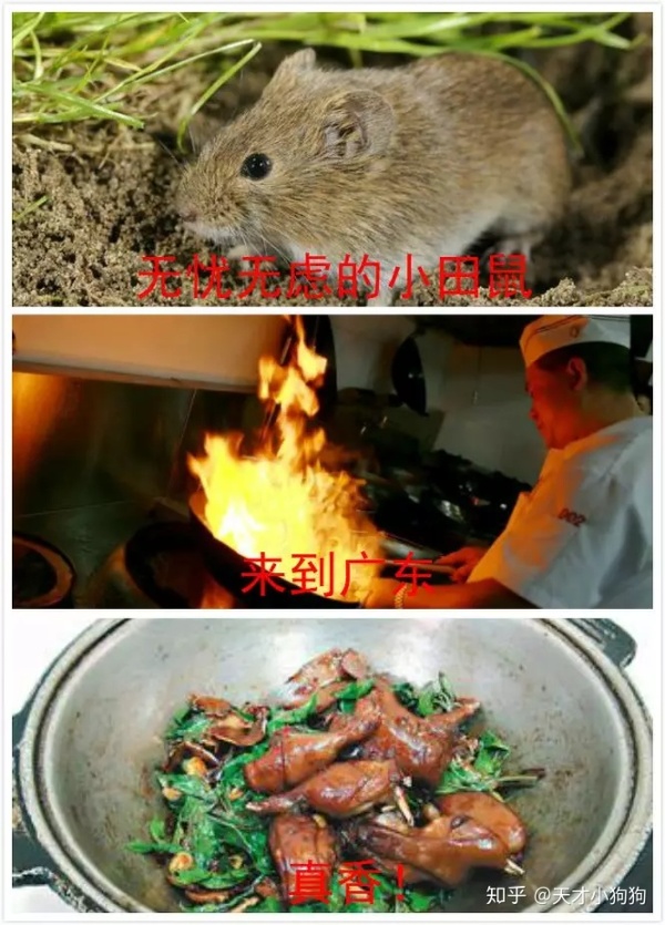 廣東人喜歡吃什么（惡心的廣東人什么都吃）