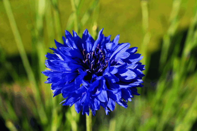 天空為什么是藍色的 (天空為什么是藍色的原理)