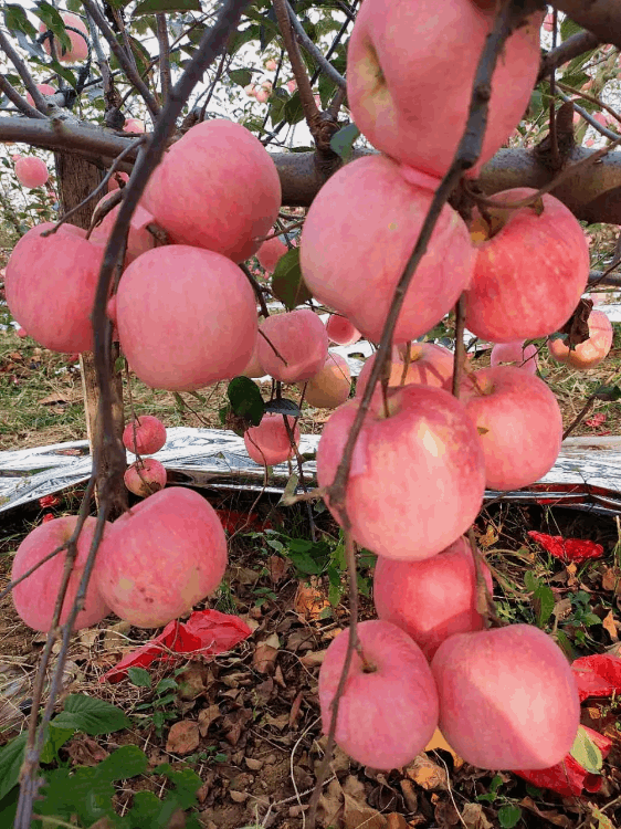 哪個地方的蘋果最好吃(中國十大優(yōu)質(zhì)蘋果產(chǎn)地)