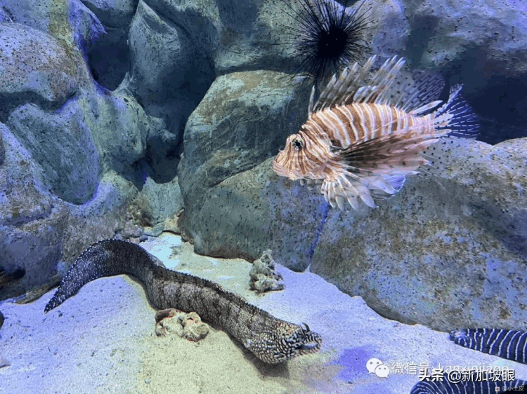 中國最大的海洋館在哪個地方（最大值得去的海洋館排名）