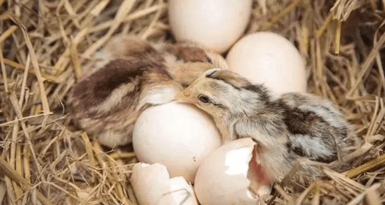 覺得人類繁殖很惡心（為什么覺得人類繁衍很惡心）