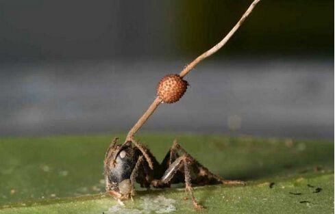 世界上第一個(gè)死亡的人（世界上第一個(gè)僵尸）