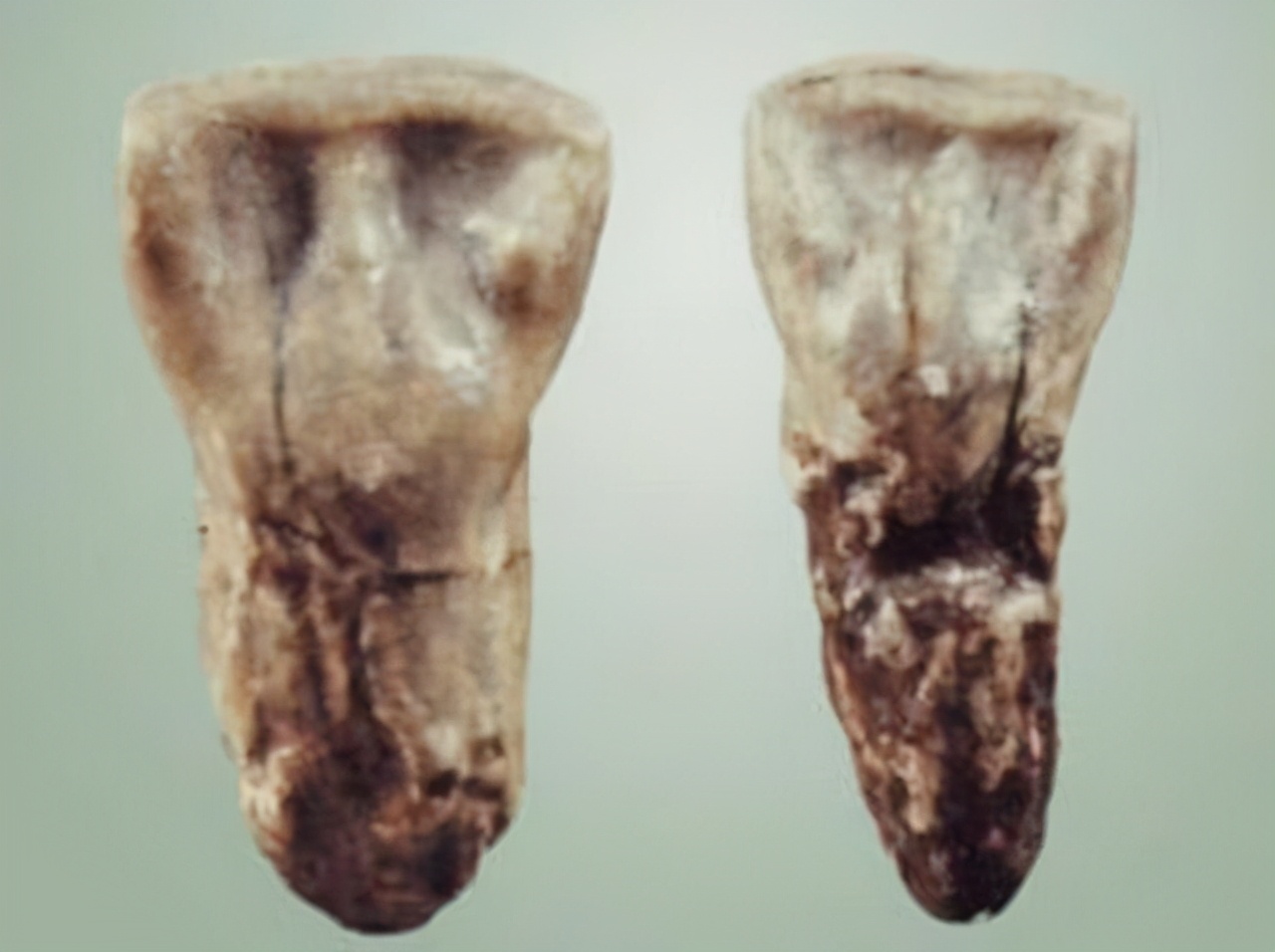 漢族人最明顯的特點有哪些(真正正宗漢族人特征)