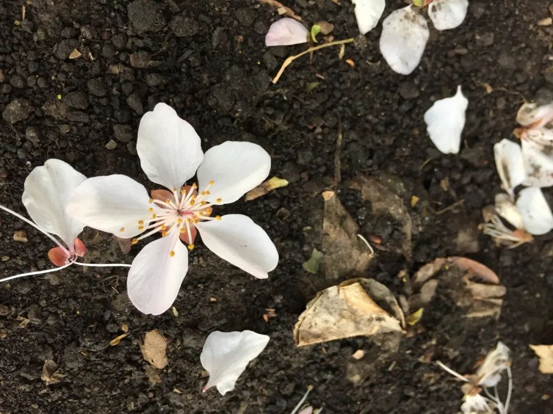 朋友圈曬花的唯美句子,落花的唯美詩(shī)詞句子