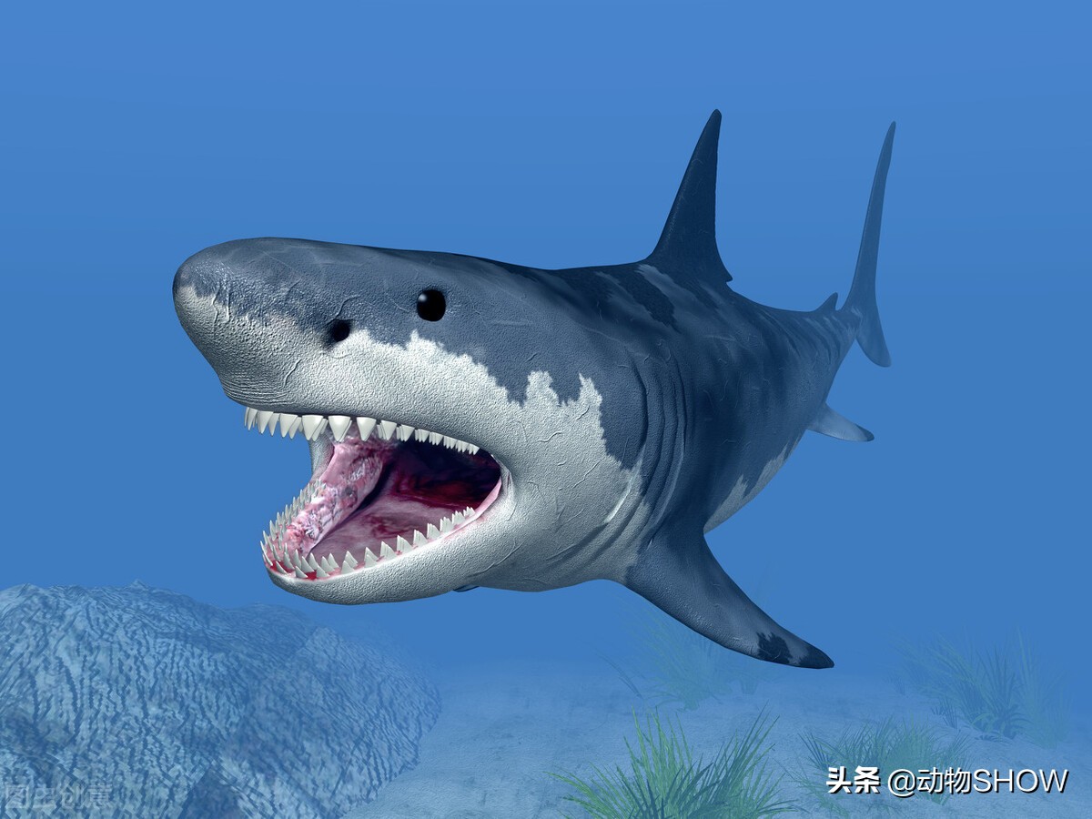 世界上最大的魚（世界上最可愛的魚）