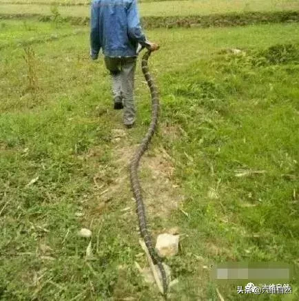 世界上最長(zhǎng)的毒蛇(世界上最毒的蛇)