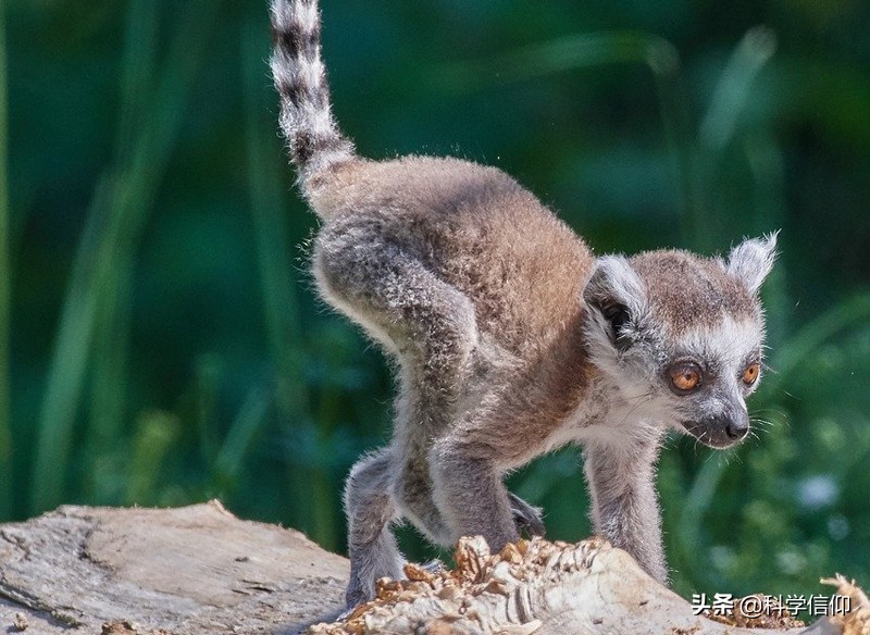 恐龍時(shí)代人類(lèi)去哪了(恐龍和人類(lèi)共存過(guò)嗎)