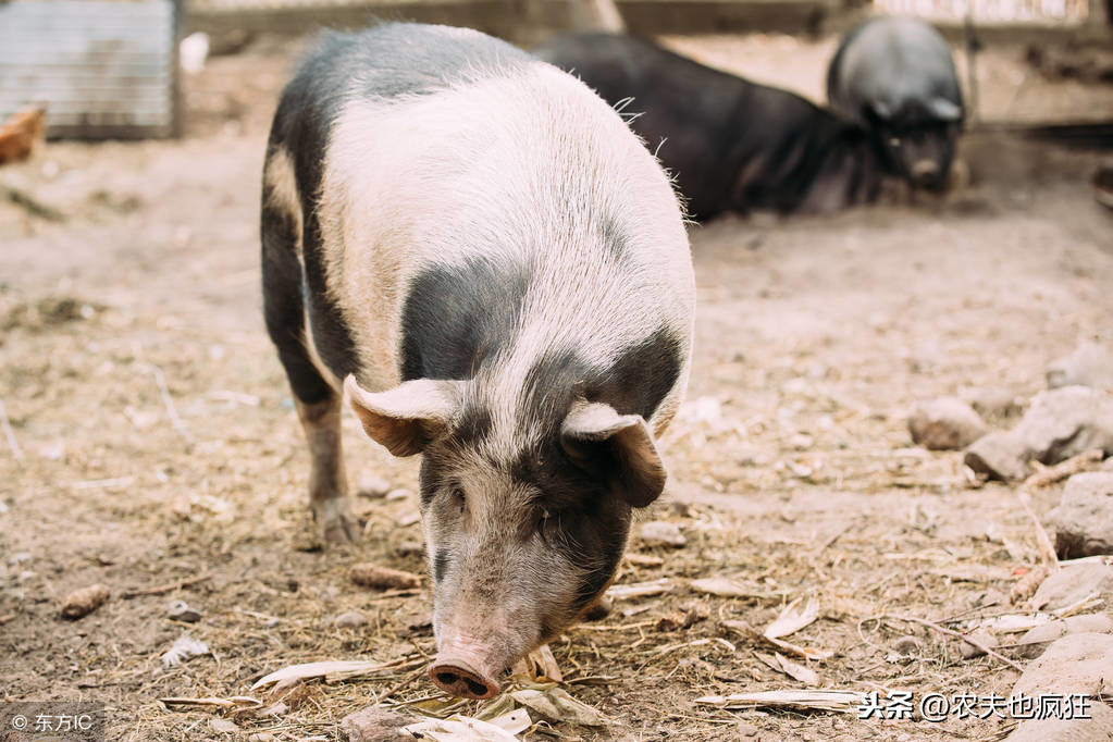 槽頭肉是哪個部位 槽頭肉圖片