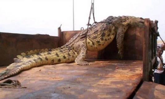 世界上最大的動(dòng)物(世界上最大的動(dòng)物是哪一種)