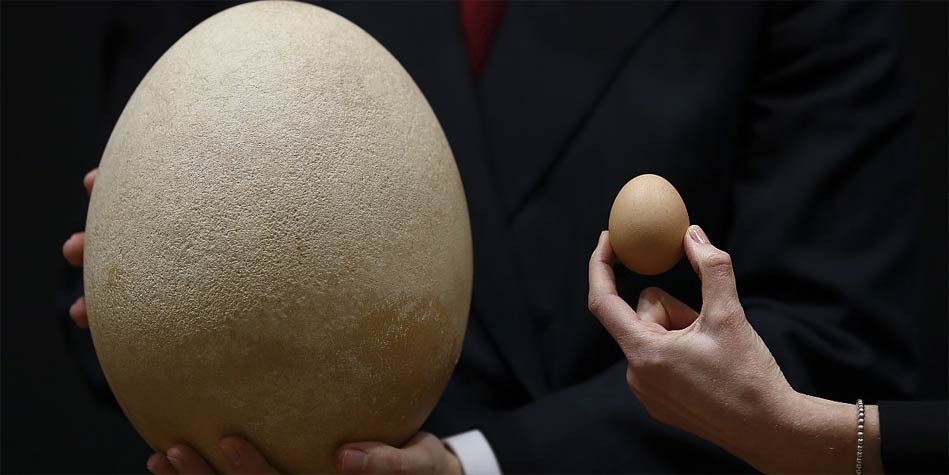 世界上最大的鳥(niǎo)（世界上最大的鳥(niǎo)類是什么鳥(niǎo)）