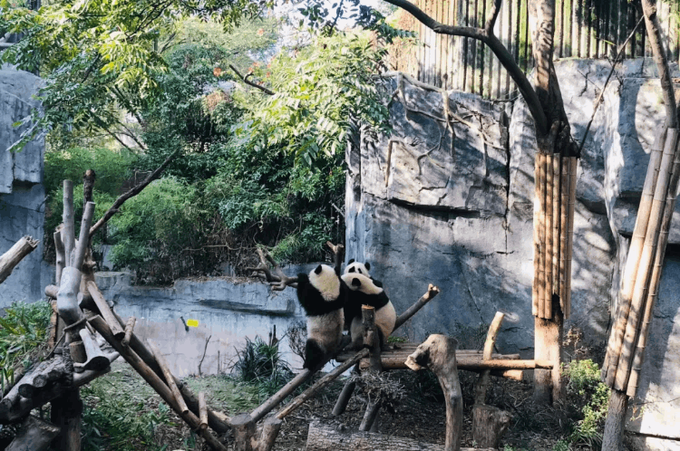 成都旅游攻略自由行攻略(成都值得去的網(wǎng)紅打卡地)