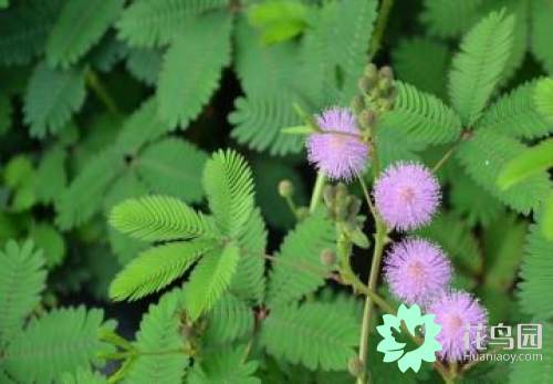 含羞草為什么會合攏(含羞草為什么可以合攏起來)