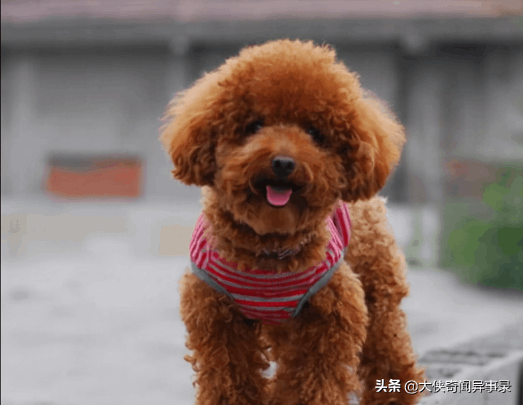 女生為什么不能養泰迪(為什么女生養泰迪很尷尬)