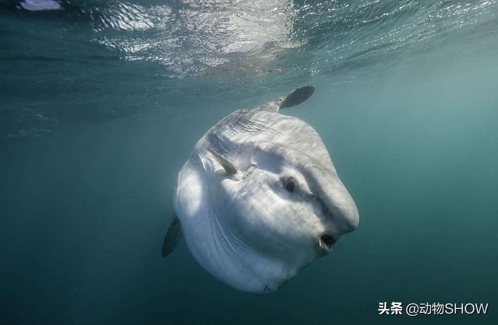 世界上最大的魚（世界上最可愛的魚）