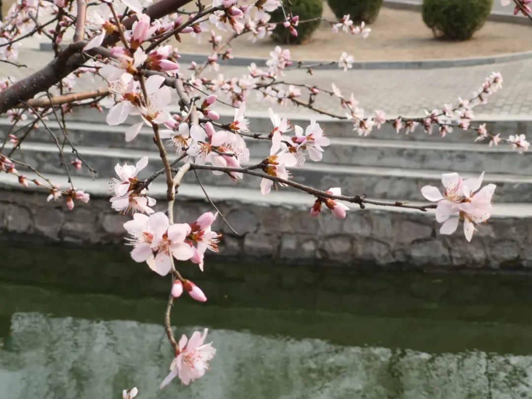 朋友圈曬花的唯美句子,落花的唯美詩(shī)詞句子