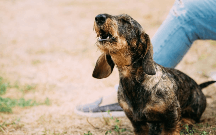 狗為什么會叫(狗狗突然狂叫是什么原因)