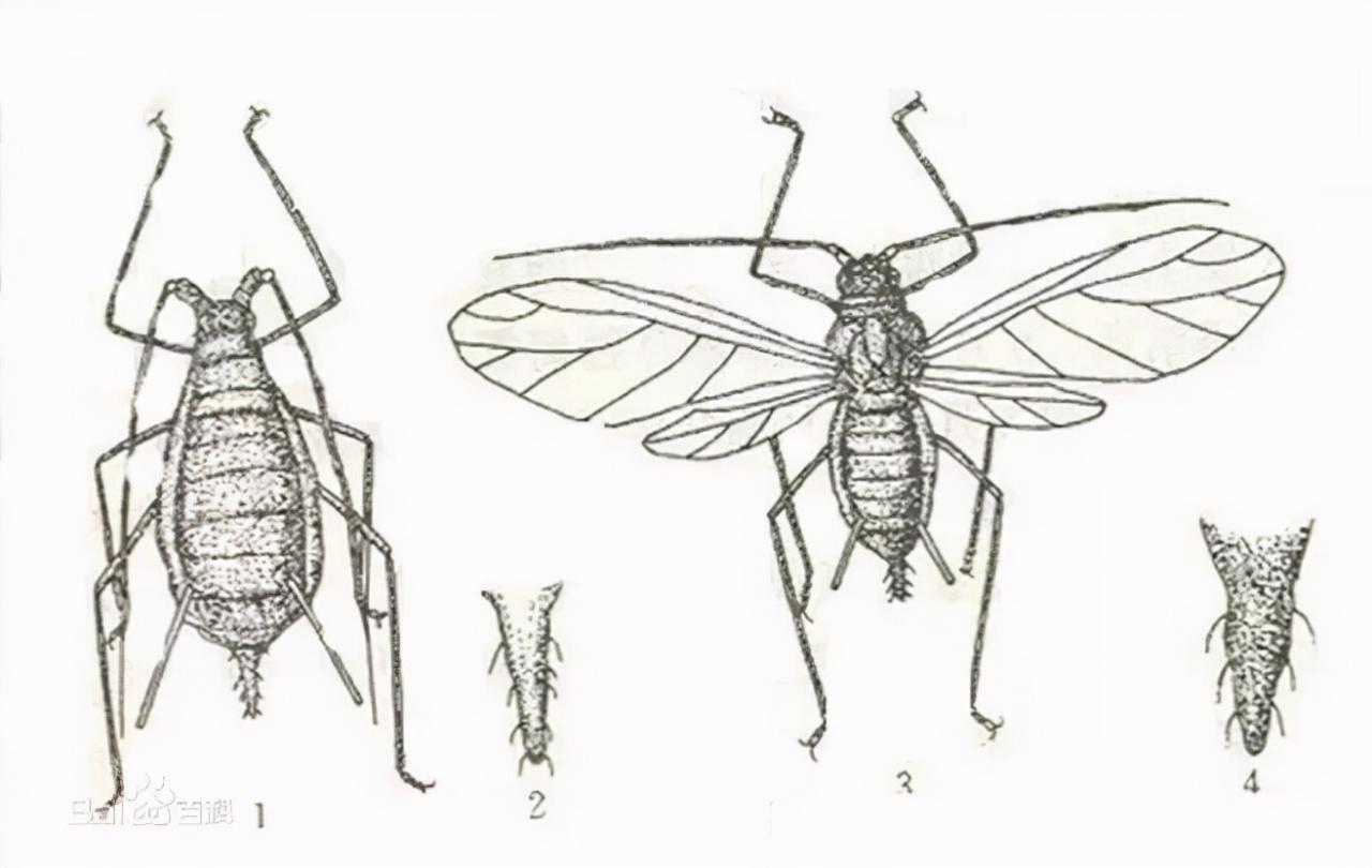 蚜蟲圖片大全(各種蚜蟲圖片)
