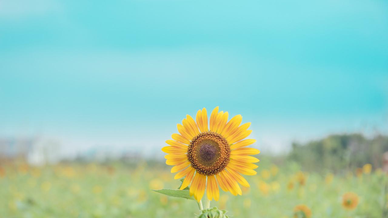 喜歡獨(dú)處的人是什么心理(喜歡獨(dú)處的人是抑郁嗎)