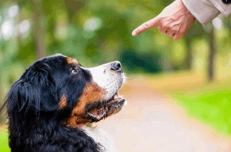 狗為什么會叫(狗狗突然狂叫是什么原因)