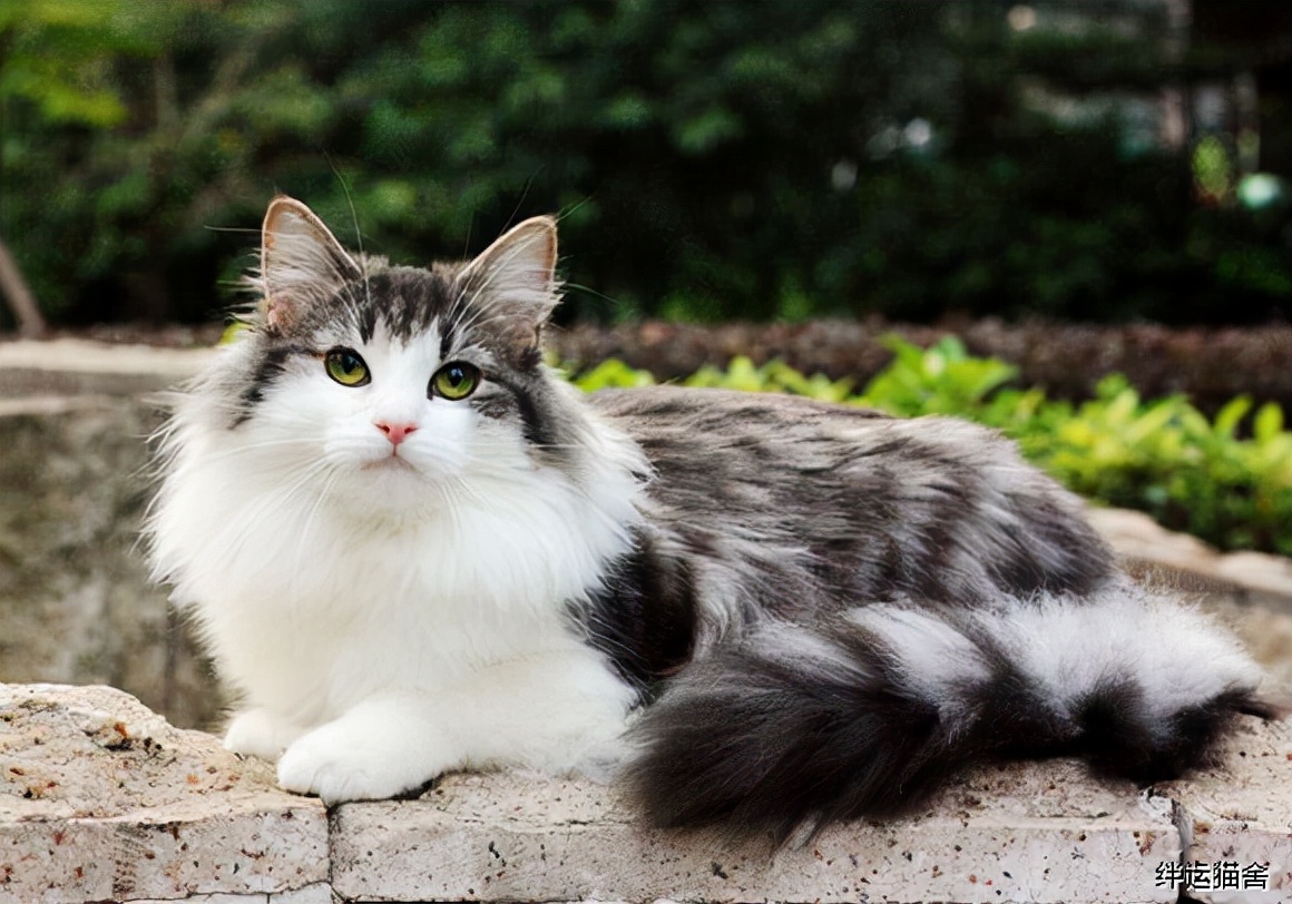 世界上最大的貓(最大的貓是什么品種)
