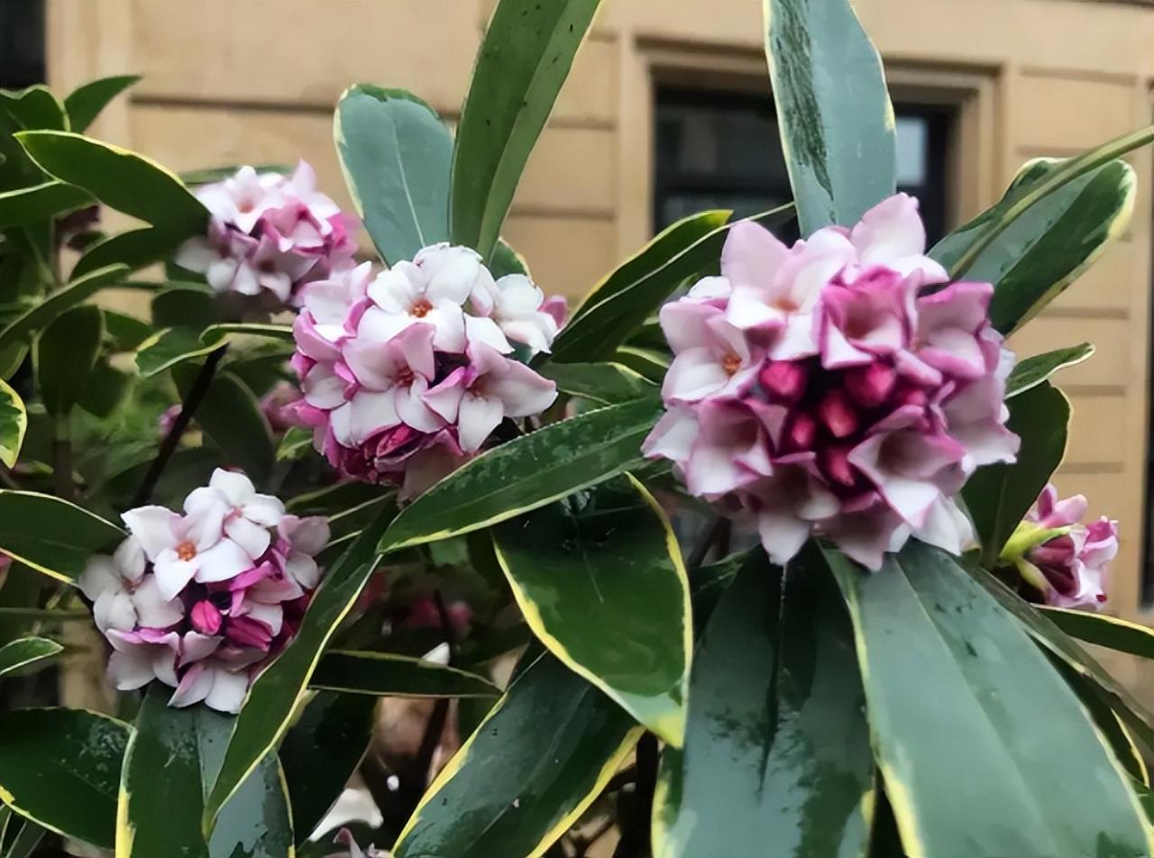 十大最香的花排名（十大公認最好聞的花香）