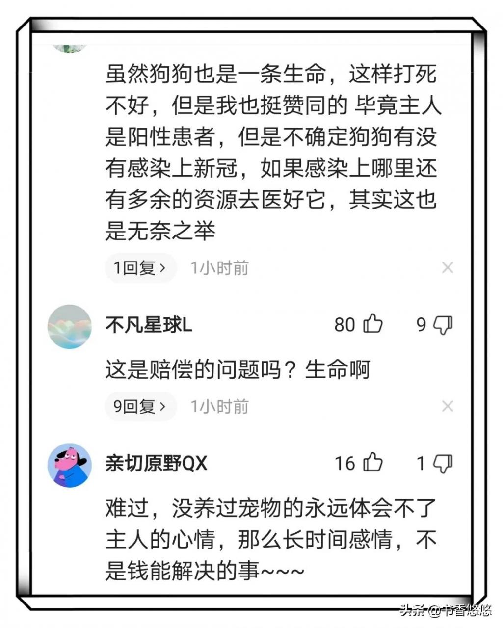 上海一柯基被打死（上海被打死柯基主人發(fā)聲）