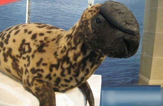 世界上最珍貴的動物（什么動物最珍貴）