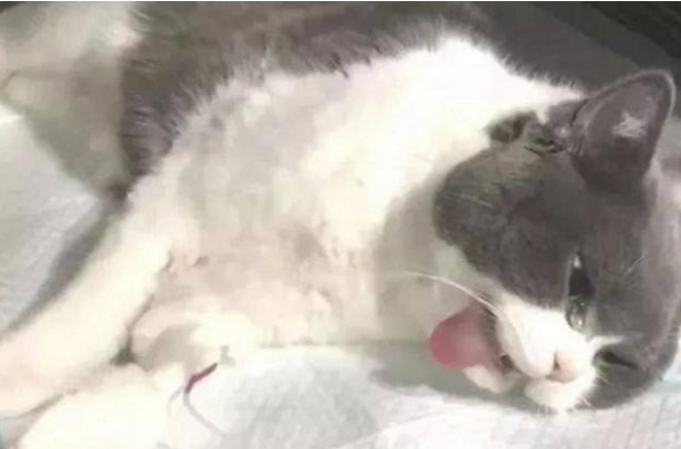 割包為什么很多人后悔 (成年割包好處和壞處)