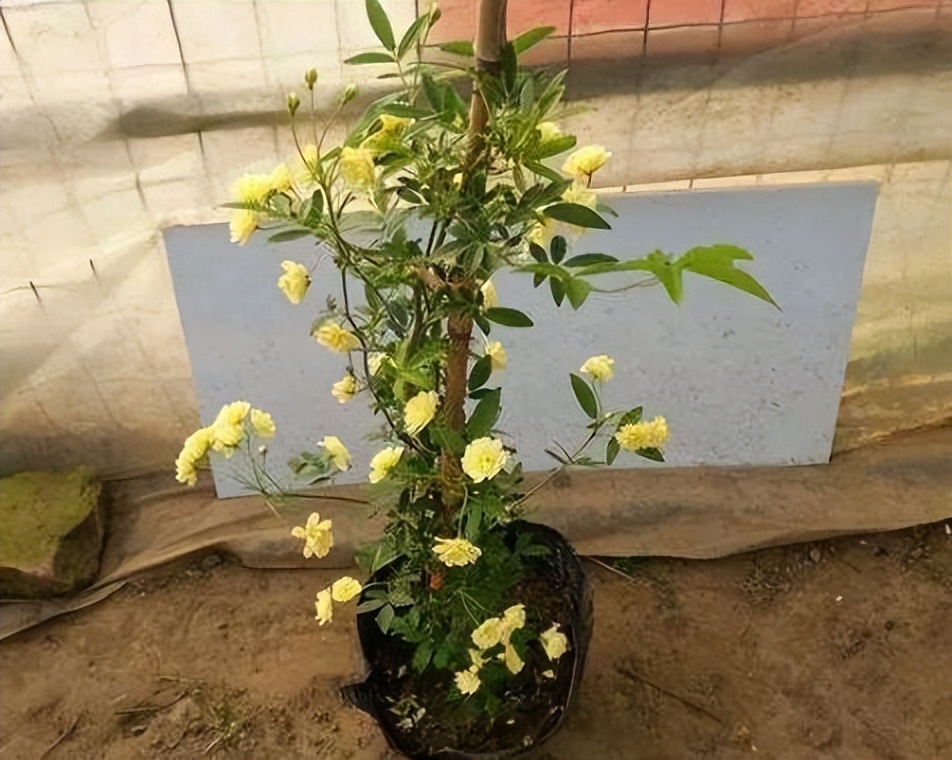 最香的花排名第一名（什么花最香最持久）