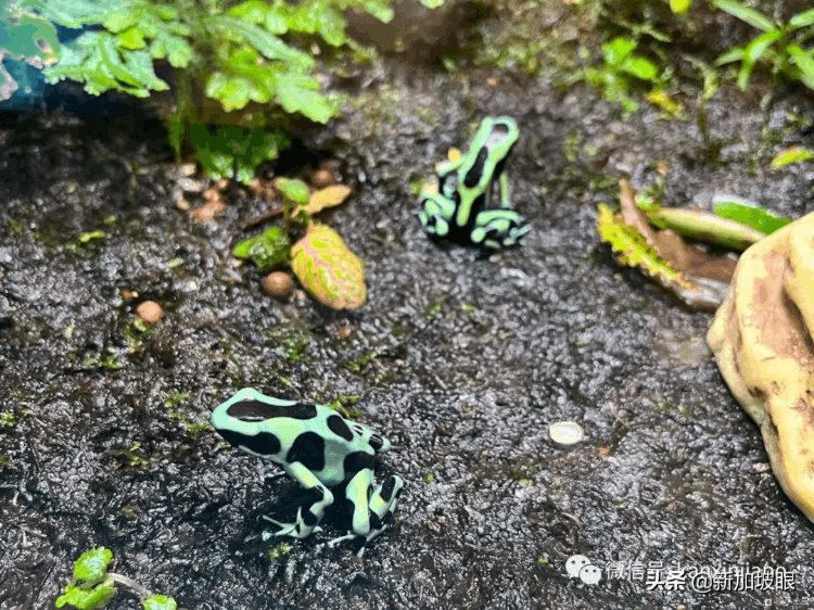 中國最大的海洋館在哪個地方（最大值得去的海洋館排名）