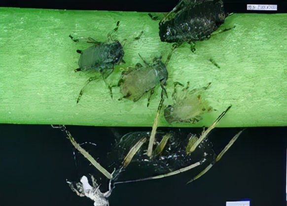 蚜蟲圖片大全(各種蚜蟲圖片)