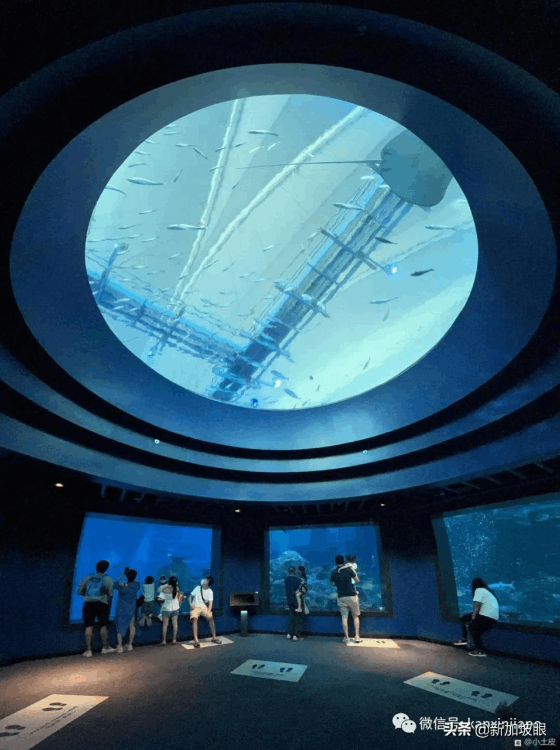 中國最大的海洋館在哪個地方（最大值得去的海洋館排名）