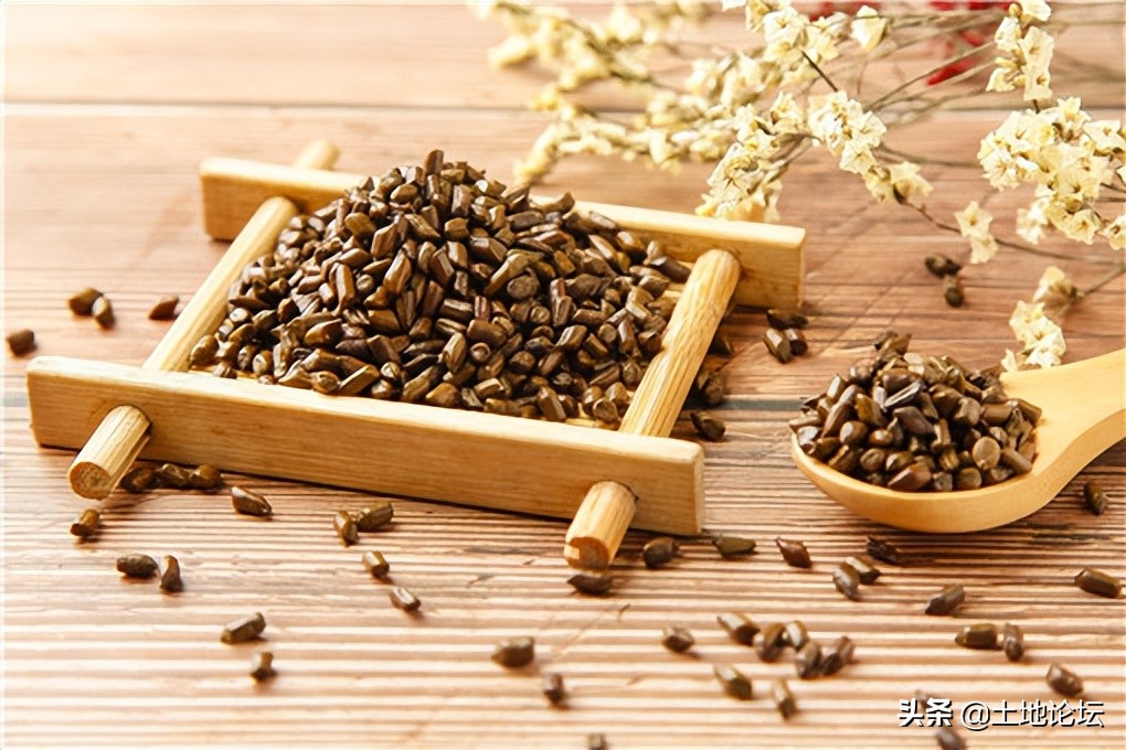 畝效益過(guò)萬(wàn)的一年生藥材(一年見效益的中藥材)