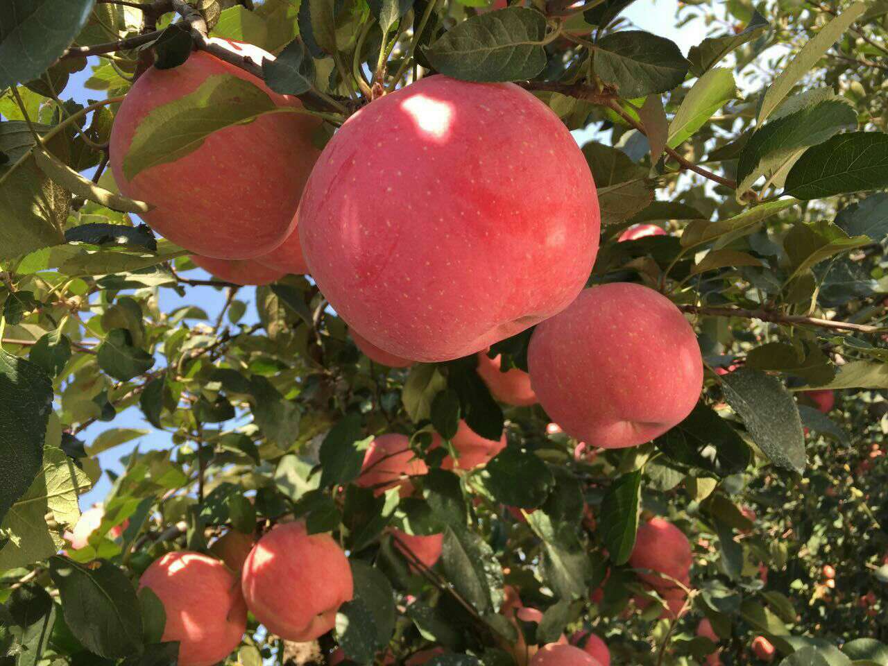 哪個地方的蘋果最好吃(中國十大優(yōu)質(zhì)蘋果產(chǎn)地)