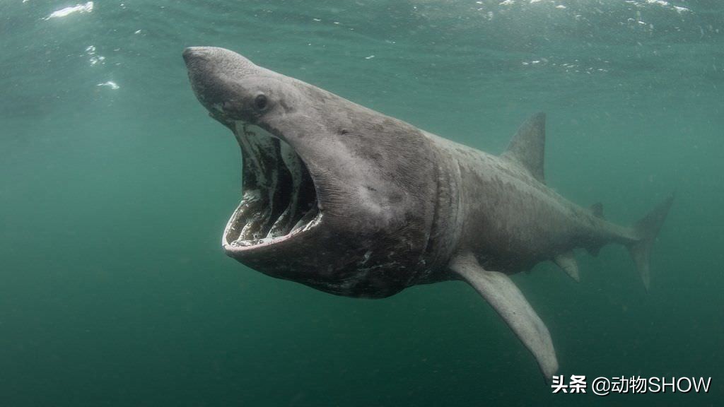 世界上最大的魚（世界上最可愛的魚）