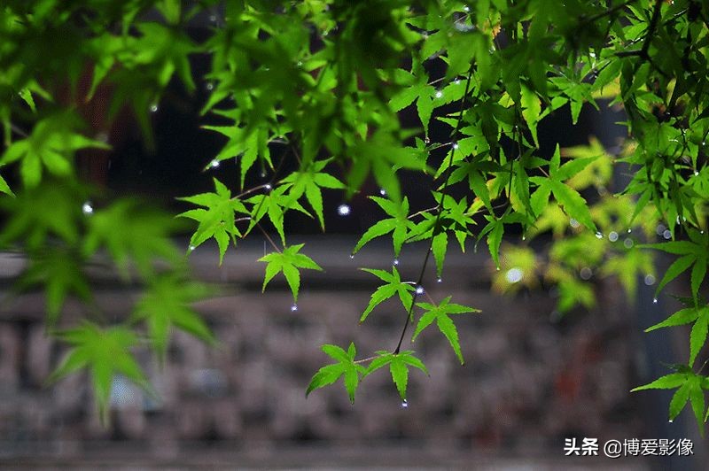 清明節為什么要掃墓 (清明節掃墓的由來和意義)