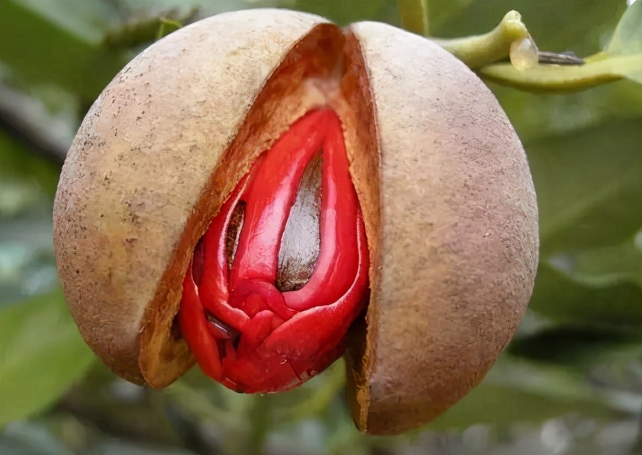 豆蔻年華是指多少歲(花樣年華是指多少歲)