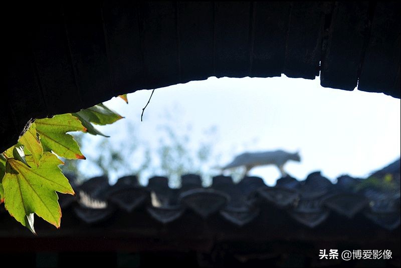 清明節為什么要掃墓 (清明節掃墓的由來和意義)